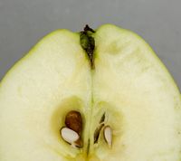 Augustæble